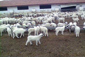 Küçükbaş Yok Olursa Hellim de Yok Olur