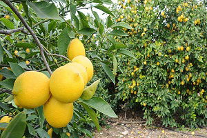 Limonda Erken Hasat Üretici ve Tüketiciyi Vuruyor