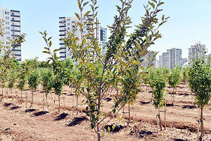 Meyve Bahçesi Büyüyor