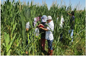 Mısır Yaprak Kurdu Uyarısı