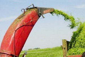 Mısır Silajı Ovaları Hareketlendirdi