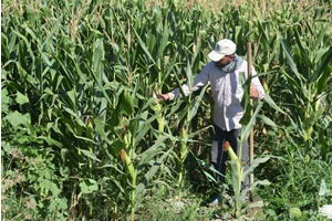 Mısır Veriminden Beklentiler Yüksek