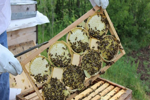 Sıfır İlaç Sıfır Kimyasal Yüzde Yüz Talep