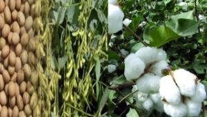 Yağlı Tohumlara Teşvik Talebi