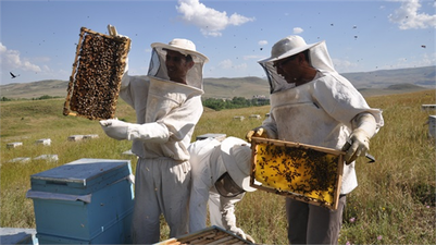 Arılar Bal İçin Uçmaya Başladı