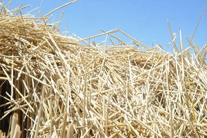 Saman Balyası 5 Liraya Düştü