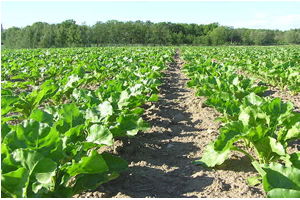 Kayseri Şeker`den Pancar Çiftçisine 34 Milyon Sulama Avansı