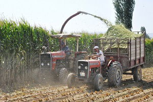 Silajlık Mısır Ekiminde Olağanüstü Artış