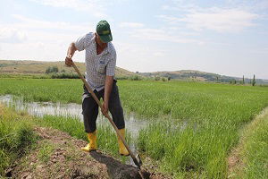 Çeltik Çiftçisinin Su Mesaisi Başladı