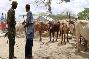 Sudan`da Tarım, Cibuti`de Hayvancılık