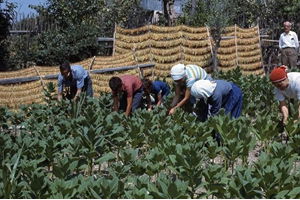 Tütün Açık Artırma Başlangıç Fiyatları Ne Oldu?