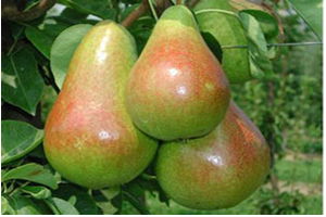 Verim Üzdü, Fiyat Güldürdü