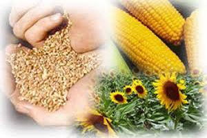 Türk Tarımının Geleceği `Milli` Tohumda