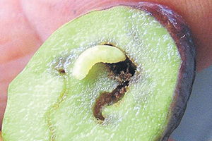 Zeytin Sineğiyle Mücadele Uyarısı