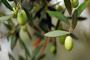 Zeytincilikteki Yaşanan Sorunlar Belirlendi