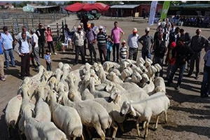 40 Çiftçiye 80 Koç