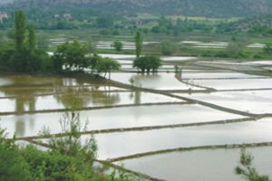 Edirne Çeltikte Kendini Aştı