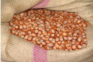 Fındık Üreticilerine Aflatoksin Uyarısı