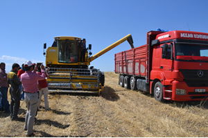 Ağrı`da Hububat Hasadı Başladı