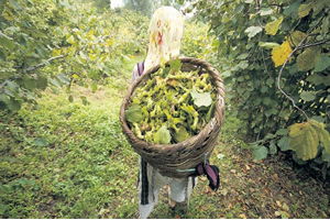 Altına Rakip Fındık!