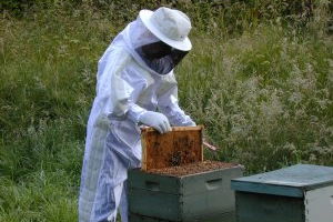 Arıcılar Büyük Sıkıntıda