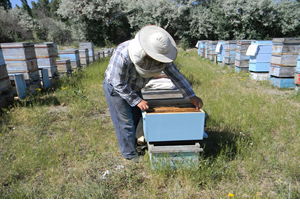 Arıcılık Hızla Gelişiyor