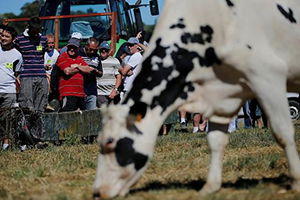 Avrupa`nın Süt Krizi Türkiye`ye de Sıçradı