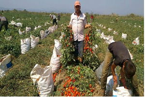 Aydın`da Kırmızı Altın Üreticiyi Üzdü