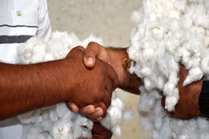 Aydın`da Sezonun İlk Pamuğu 25 Liradan Satıldı