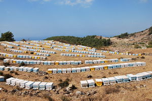 Aydın Arı Yetiştiricileri Birliği Desteklerin Yetersizliğinden Şikayetçi