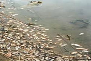 Balık Ölümlerinin Sebebi Belli Oldu