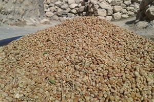 Batman`da Sumak Hasadı Başladı