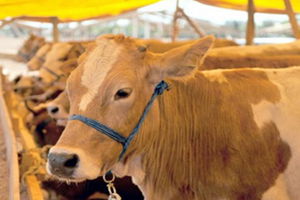 Besicilerin Umudu Kurban Bayramı