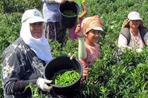 Biga`da Biber Hasadı Başladı