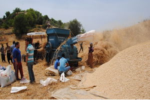 Buğday Üreticisinden Tüccar Fiyatlarına Tepki