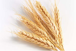 `Buğdayın Atası` Siyezin Hasadı Başladı