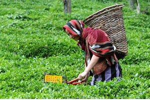 Çayda Organik Tarıma Geçiş Hızlanarak Devam Ediyor