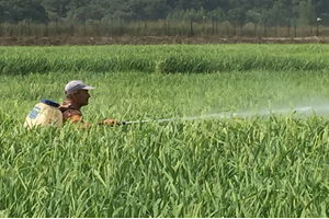 Kirpi Darı, Çeltik Üreticisini Bıktırdı