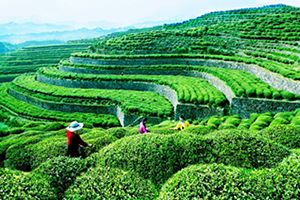 Çin Tarım Topraklarını Korumaya Alacak