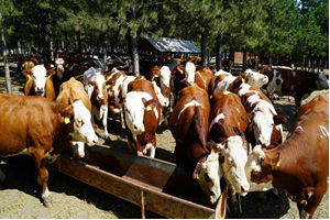 Damızlık Düve Yetiştiriciliğine Destek