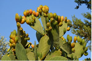 `Dikenli İncir`in Zahmetli Hasadı