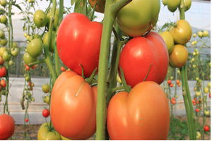 Domates Fiyatları Düşecek