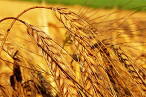 Dünya Buğday Durumu