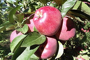 Elma`da Altın Yıl Olacak!