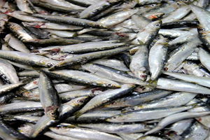 Kırmızı Et Açığı Balıkla Kapatılmalı Önerisi