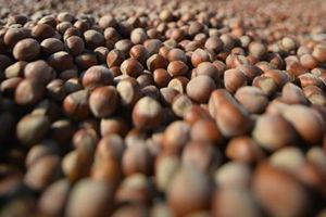 Fındık Fiyatları Konusunda Tarım Bakanlığı Kulak Tıkamayı Sürdürüyor