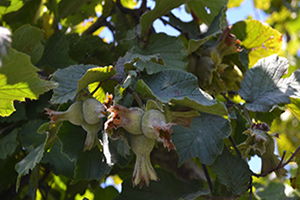 Fındık Fiyatlarına Müdahale Var