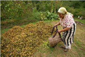 Fındıkta Üretici Destek Bekliyor
