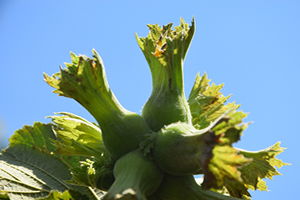 Fındık Üreticisi Fındığa Hasret