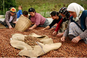 FİSKOBİRLİK Üreticilerin Fındığına Talip